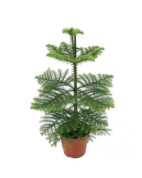 araucaria-planta-de-interior
