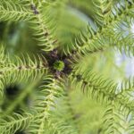 Compra la Araucaria - Planta verde de interior