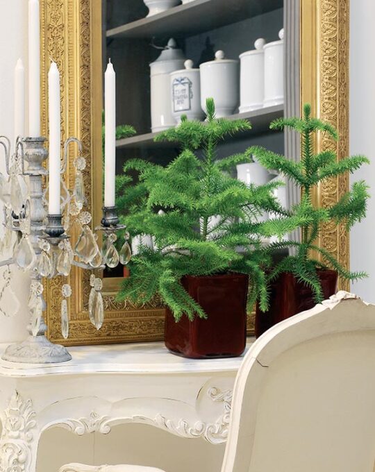 araucaria-planta-de-interior-en-maceta