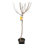 Albaricoquero Árboles Frutales