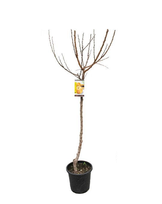 arbol-frutal-albaricoquero