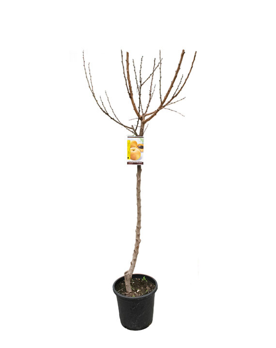 Albaricoquero Árboles Frutales