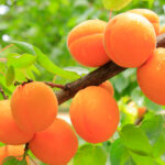 Albaricoquero Árboles Frutales Albaricoque