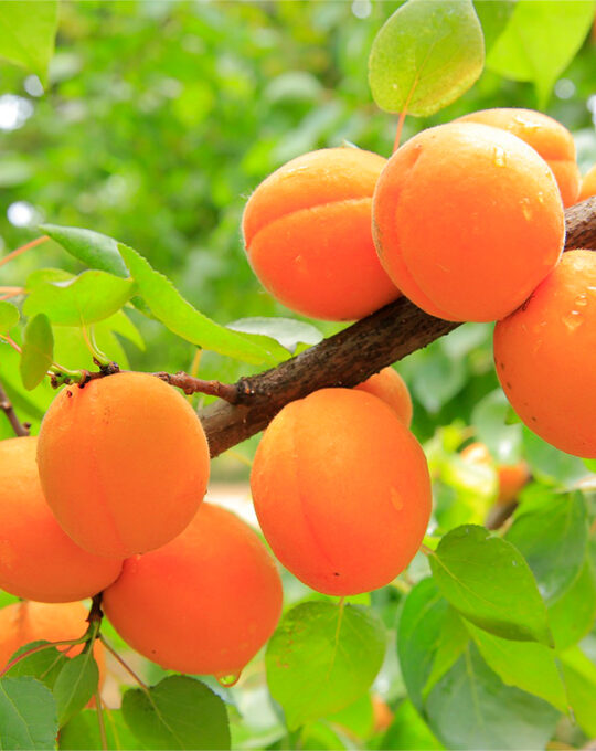 arbol-frutal-albaricoquero-fruta-albaricoque