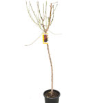 Melocotonero Árboles Frutales