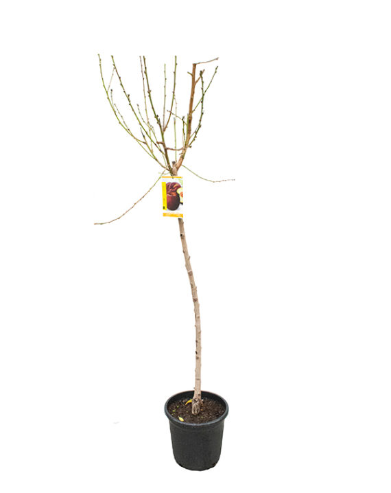 Melocotonero Árboles Frutales