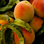 Melocotonero Árboles Frutales Melocotón