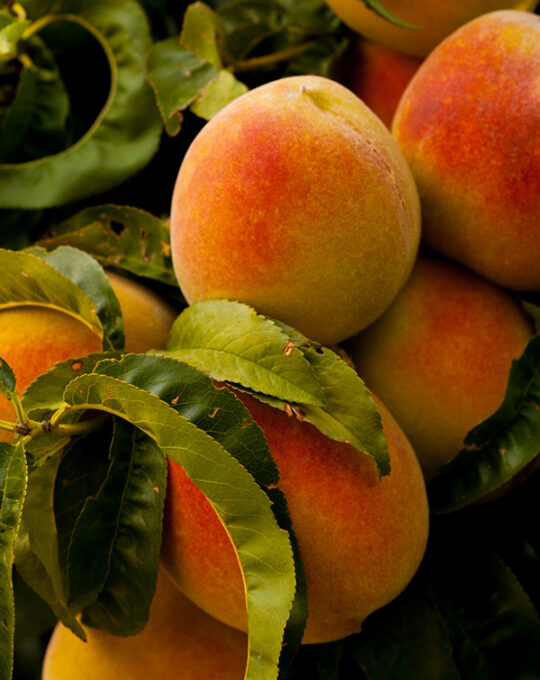 arbol-frutal-melocotonero-fruta-melocoton