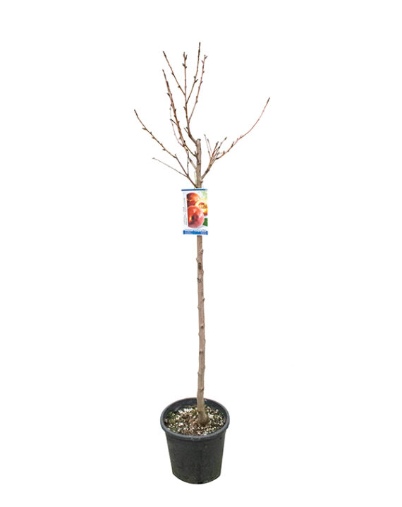 Nectarina Árboles Frutales