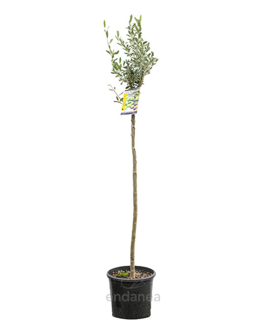 arbol-frutal-olivo