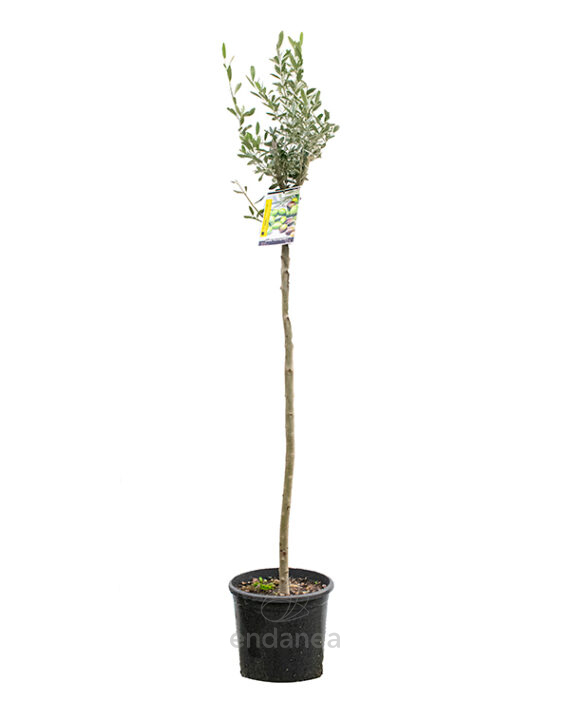 Olivo Árboles Frutales