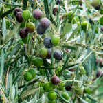 Olivo Árboles Frutales Oliva