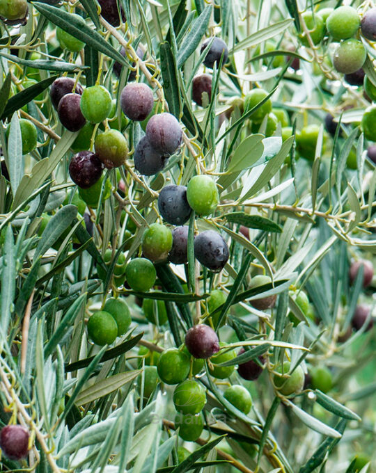 arbol-frutal-olivo-frutos-olivas