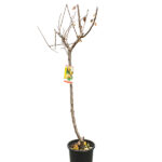 Peral Árboles Frutales