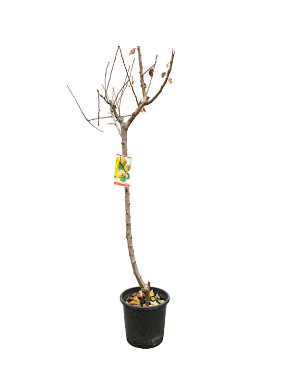 Peral Árboles Frutales
