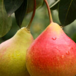 Peral Árboles Frutales Pera
