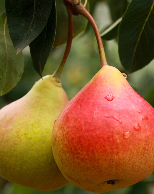arbol-frutal-peral-fruta-pera