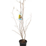 Avellano Árboles Frutales