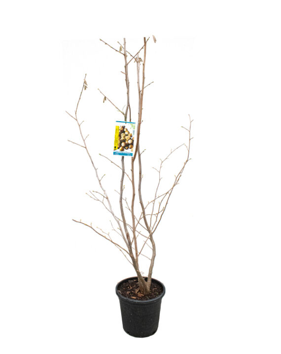 Avellano Árboles Frutales