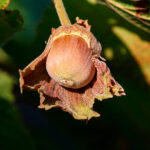 Avellano Árboles Frutales Avellana