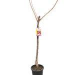 Cerezo Árboles Frutales