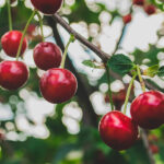 Cerezo Árboles Frutales Cerezas