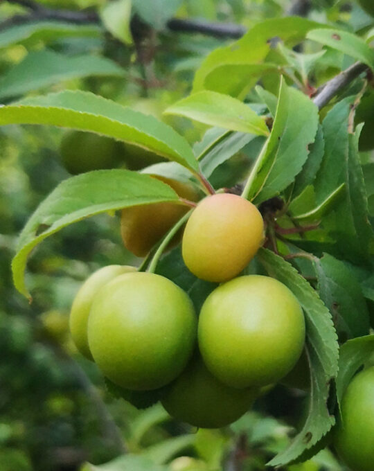 arboles-frutales-ciruelo-fruto-ciruela