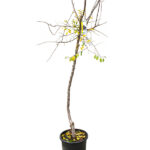 Endrino Árboles Frutales