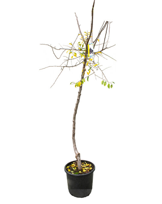 arboles-frutales-endrino