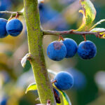 Endrino Árboles Frutales Endrinas
