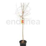 Granado Árboles Frutales