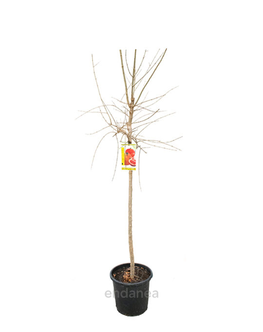 arboles-frutales-granado