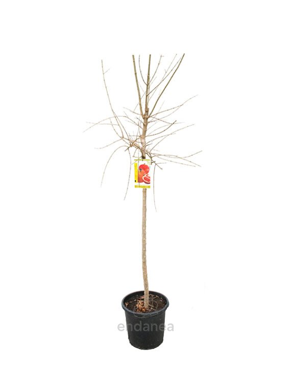 Granado Árboles Frutales