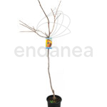 Kaki Árboles Frutales