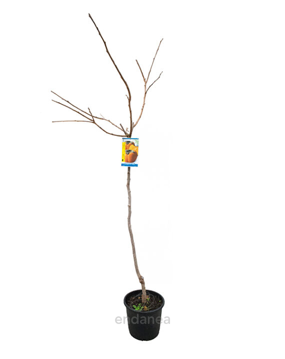 Kaki Árboles Frutales