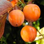 Kaki Árboles Frutales