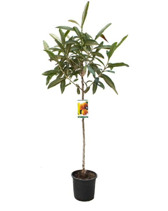 arboles-frutales-nispero