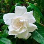 Gardenia Arbusto Flor