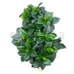 Gardenia Arbusto Hojas