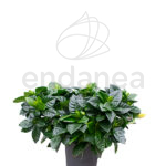Gardenia Arbusto