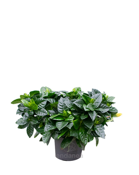 Gardenia Arbusto