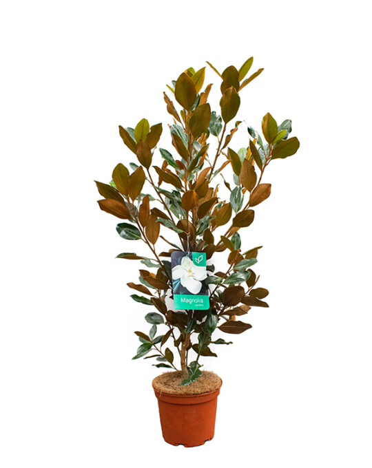 arbusto-magnolio-grandiflora-120cm