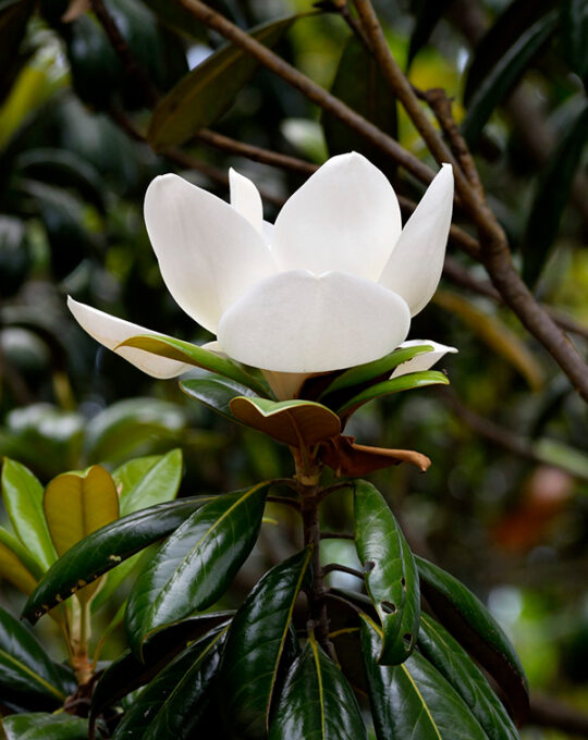 arbusto-magnolio-grandiflora-180cm-flor