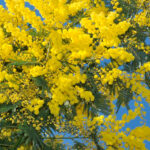 Mimosa Arbusto Flores Amarillas