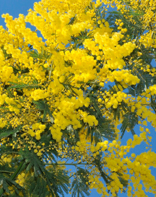 arbusto-mimosa-injertada-flores