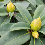 Rododendro Arbusto Capullos