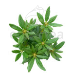 Rododendro Arbusto Hojas