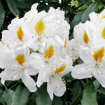 Rododendro Arbusto Flores Blancas