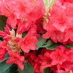 Rododendro Arbusto Flores Rojas