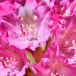 Rododendro Arbusto Flores Rosas